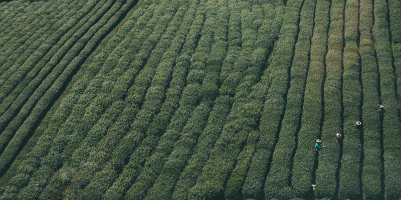 绿色金融时代下的稳健理财规划：运用BCP原则优化保险与养老基金资产配置